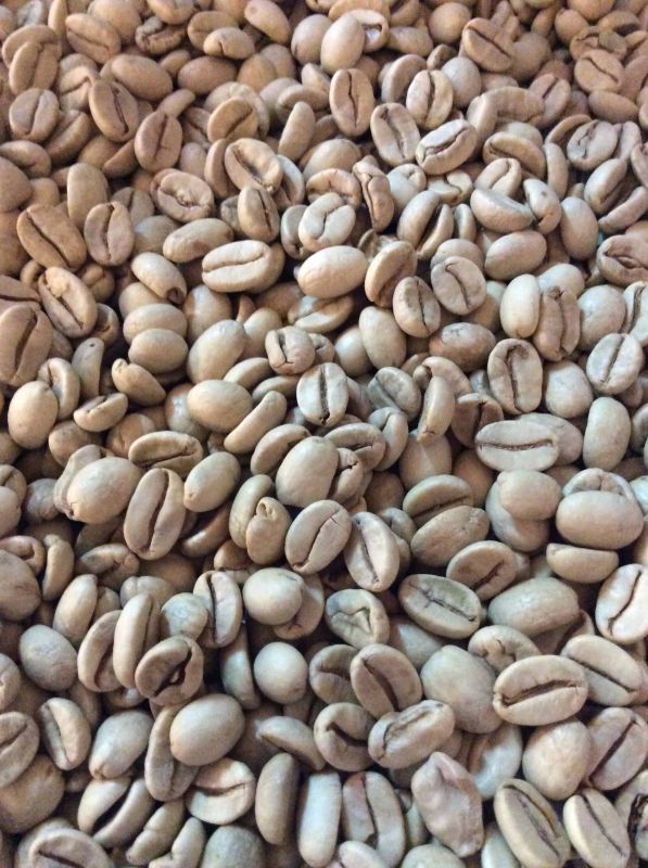 焙煎豆500g》インド・モンスーンAA｜インド｜焙煎豆｜コーヒー豆の通販なら【HAMACOFFEE[onlineshop]】